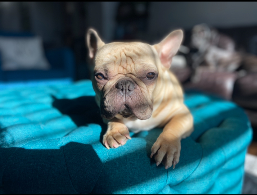 Annisa with French Bulldog