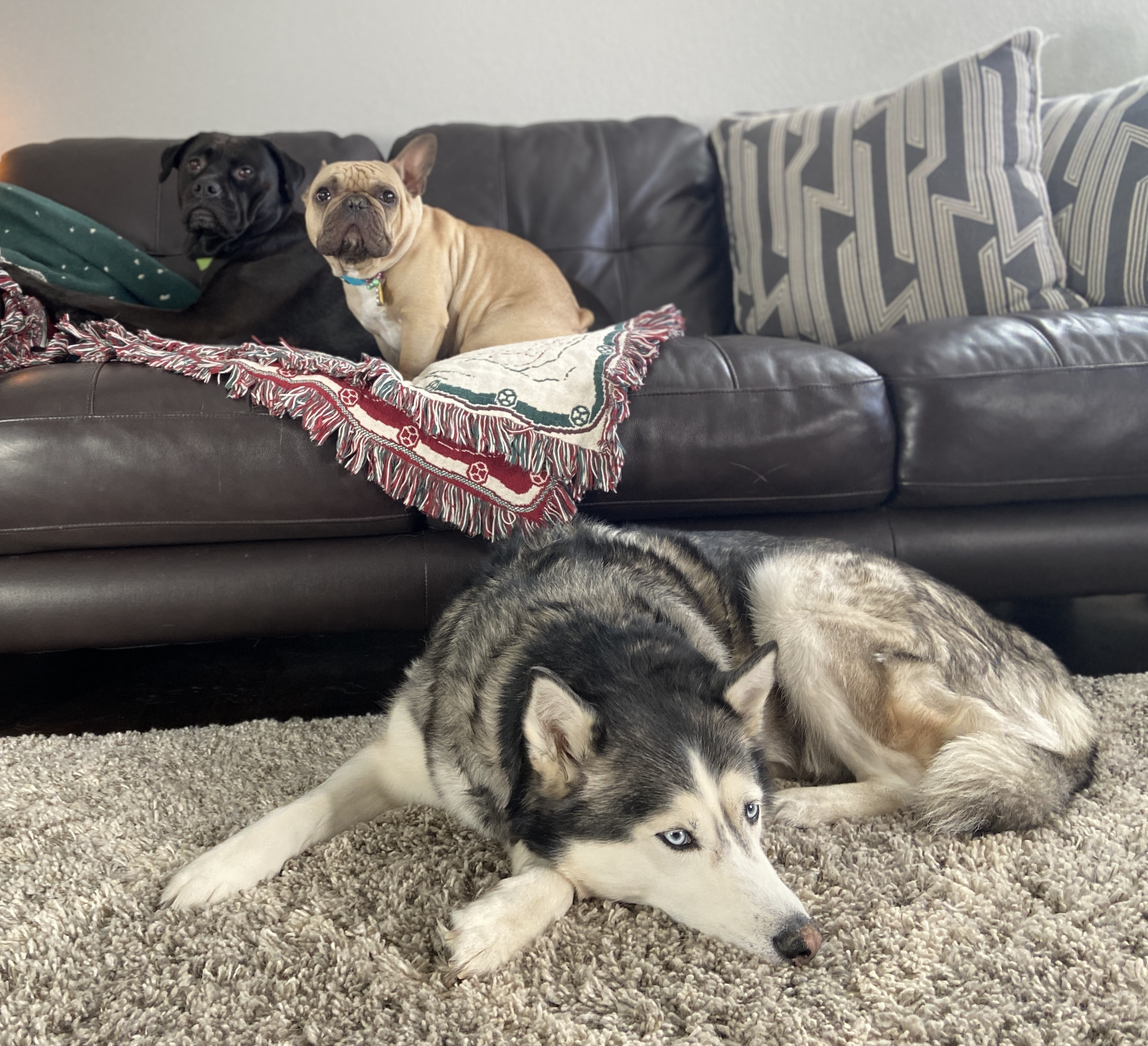 Annisa with Frenchie, Lab, and Husky