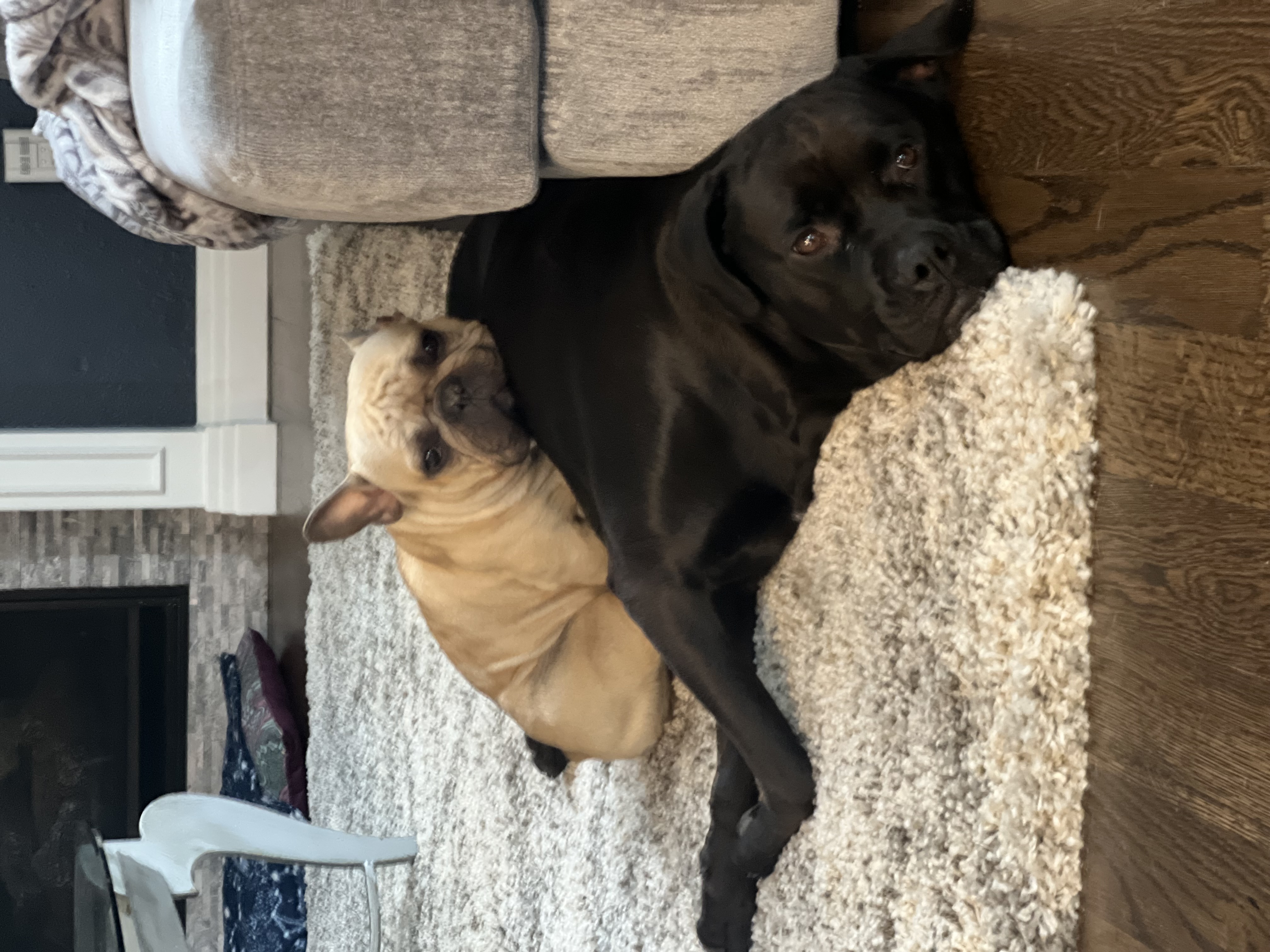 Annisa with Frenchie and Lab