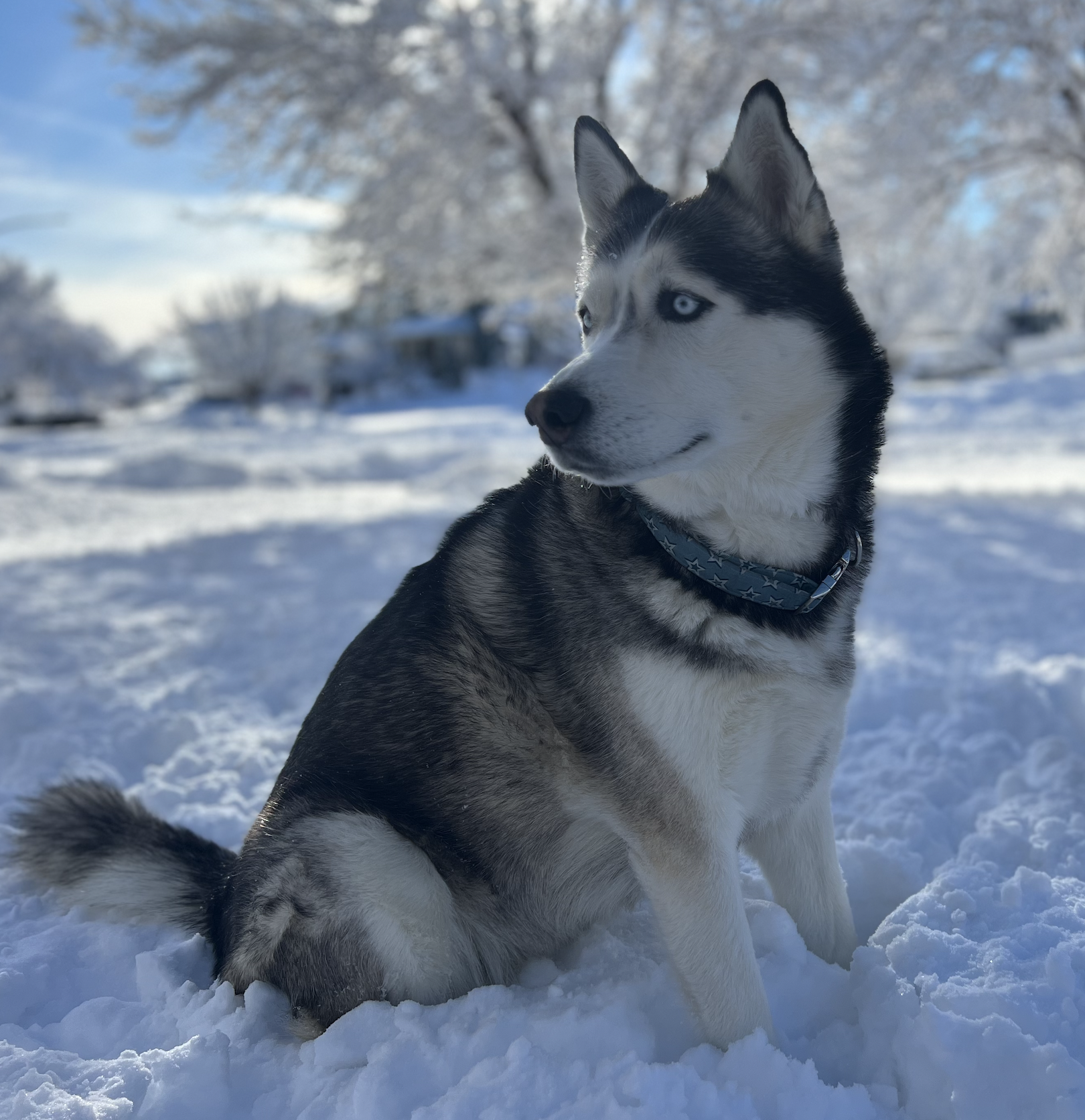 Annisa with Husky