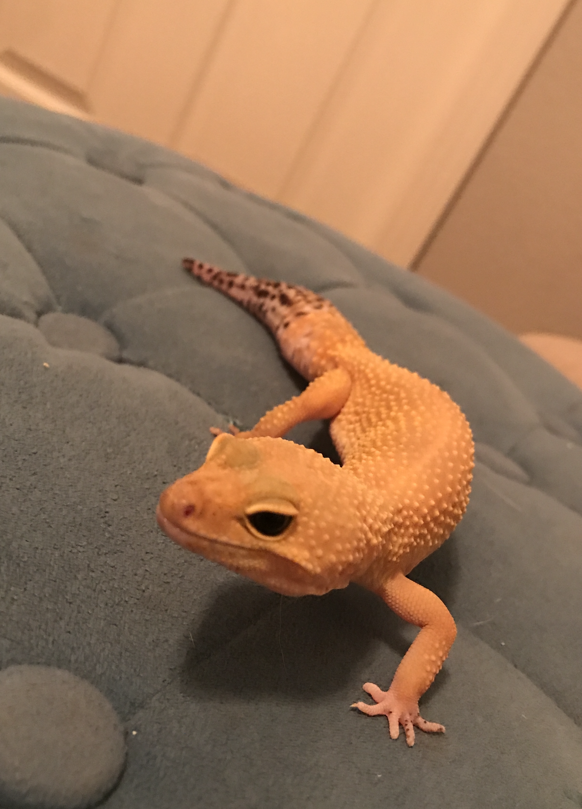 Annisa with Leopard Gecko